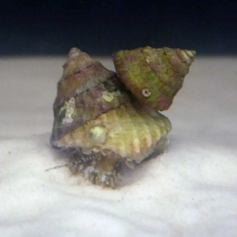 Astrea Snail - Astraea tecta