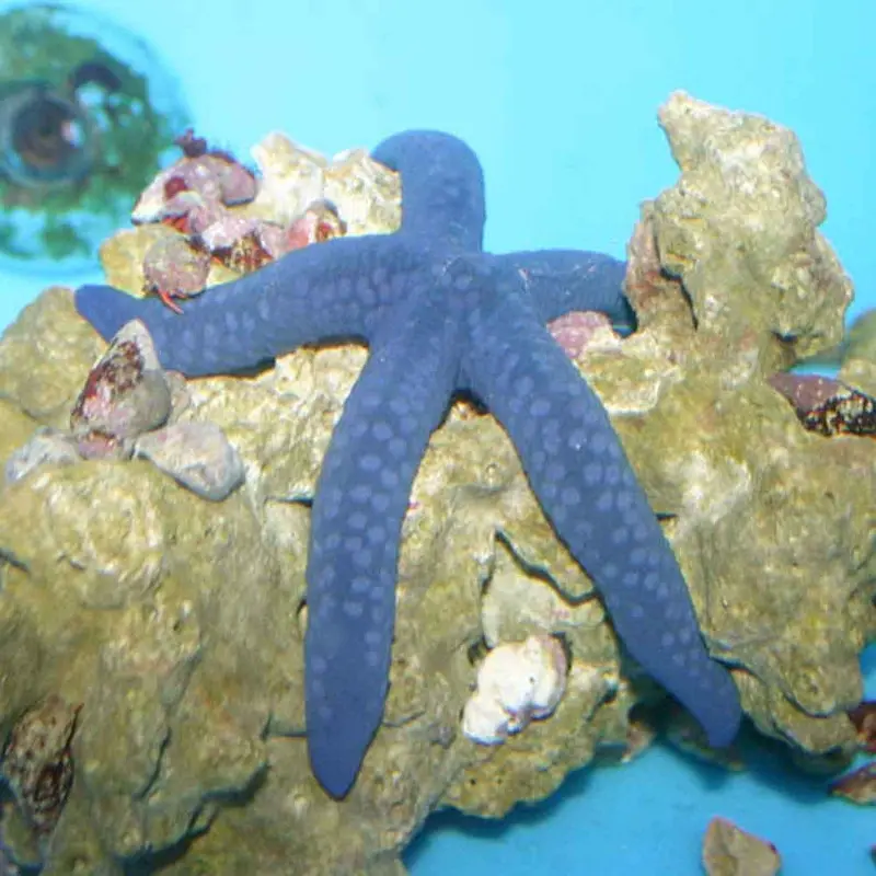 Blue Linckia Starfish - Linckia laevigata