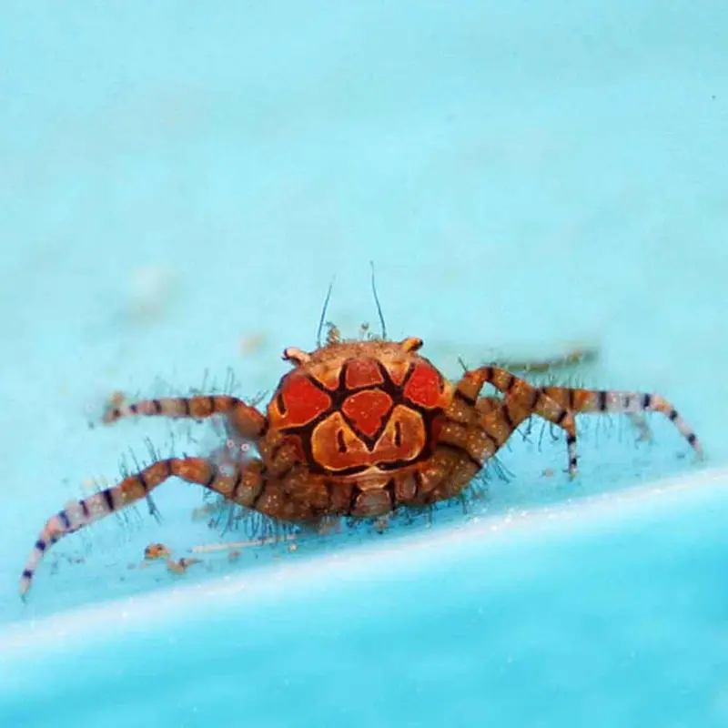 Boxer Crab - Lybia tessalata