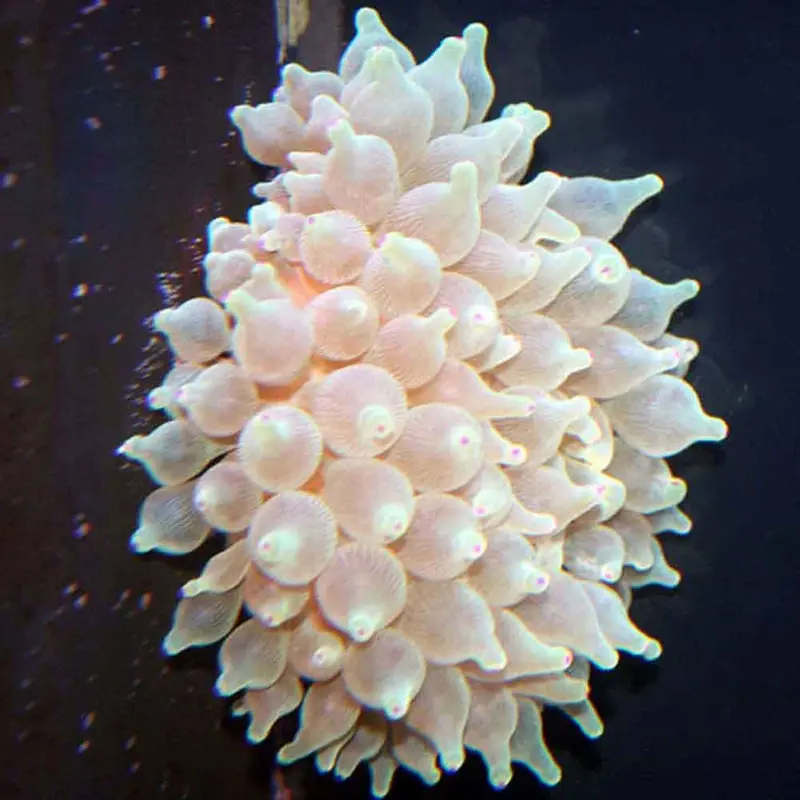 Bubbletip Anemone - Entacmaea quadricolor