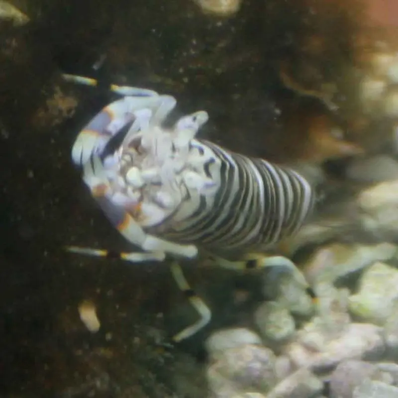 Bumblebee Shrimp - Gnathophyllum sp.