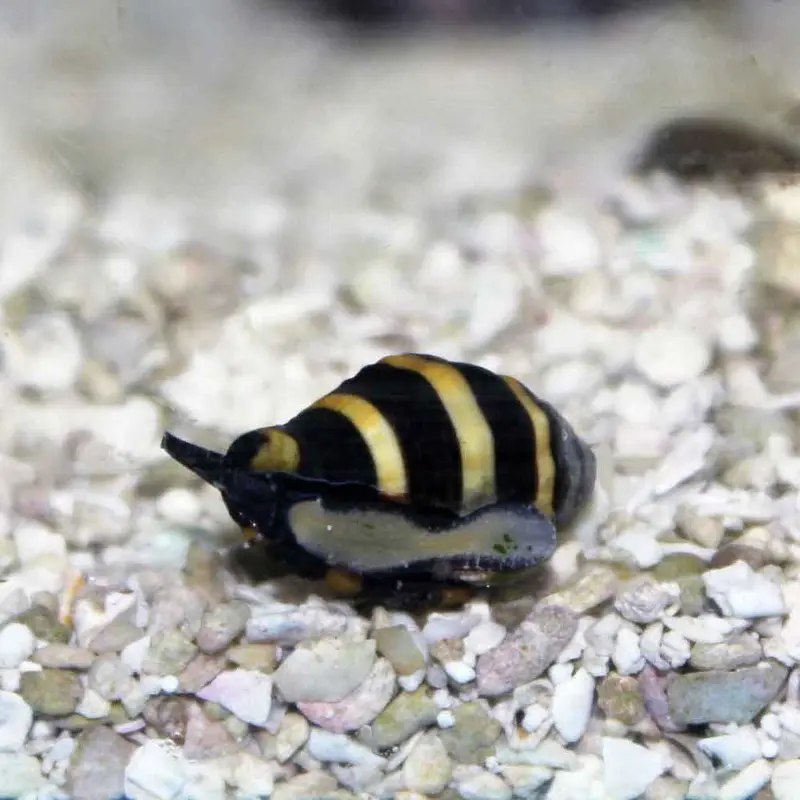 Bumblebee Snail - Pusiostoma mendicaria