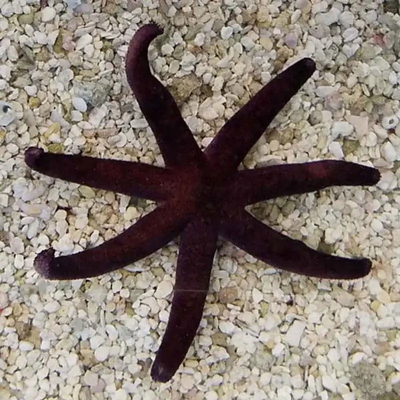 Burgundy Luzon Starfish - Echinaster luzonicus