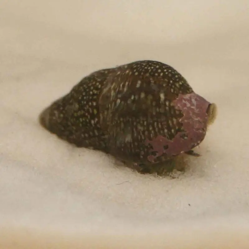 Cerith Snail - Cerithium sp. - Small