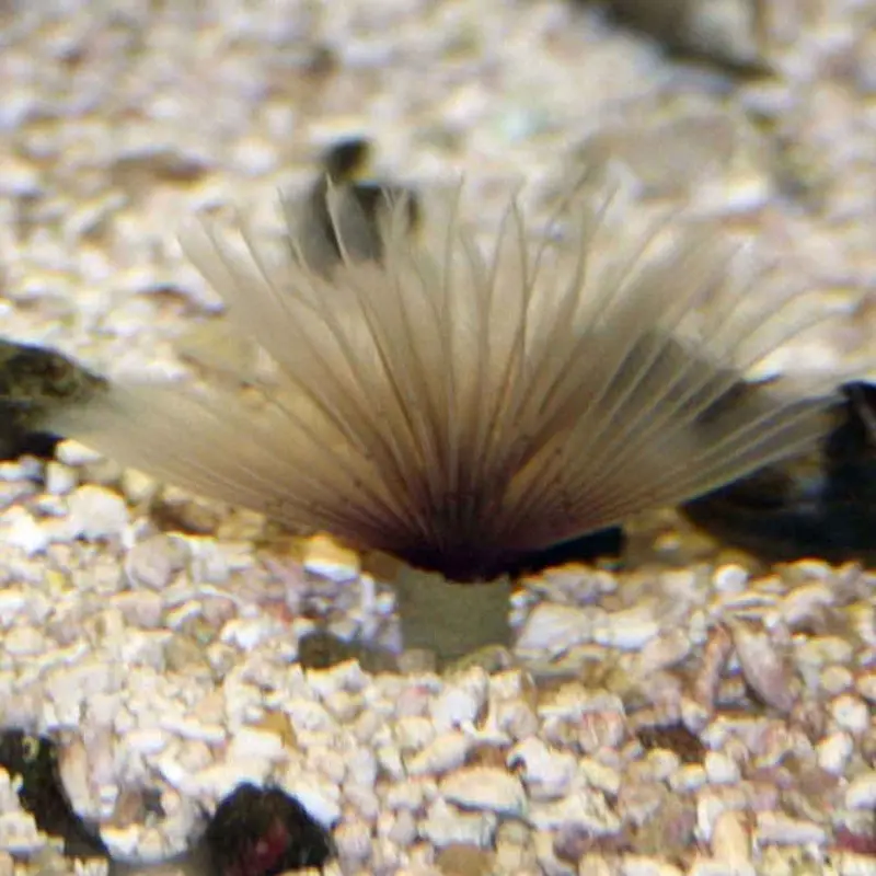 Colored Feather Duster - Bispira sp. - Small