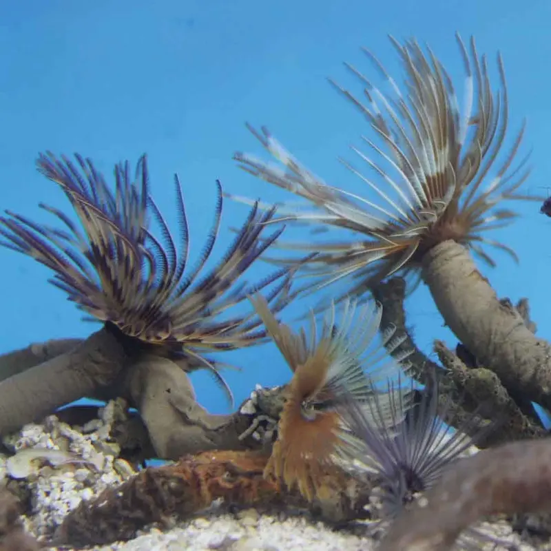 Common Feather Duster - Sabellastarte sp.