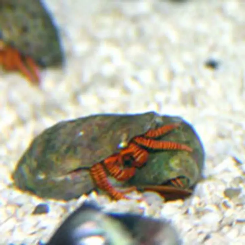 Cone Shell Hermit Crab - Ciliopagurus strigatus