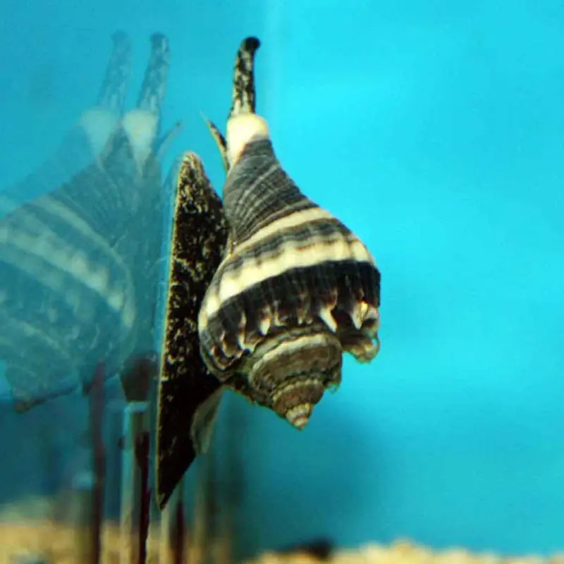 Crown Conch Snail - Melongena corona - Small