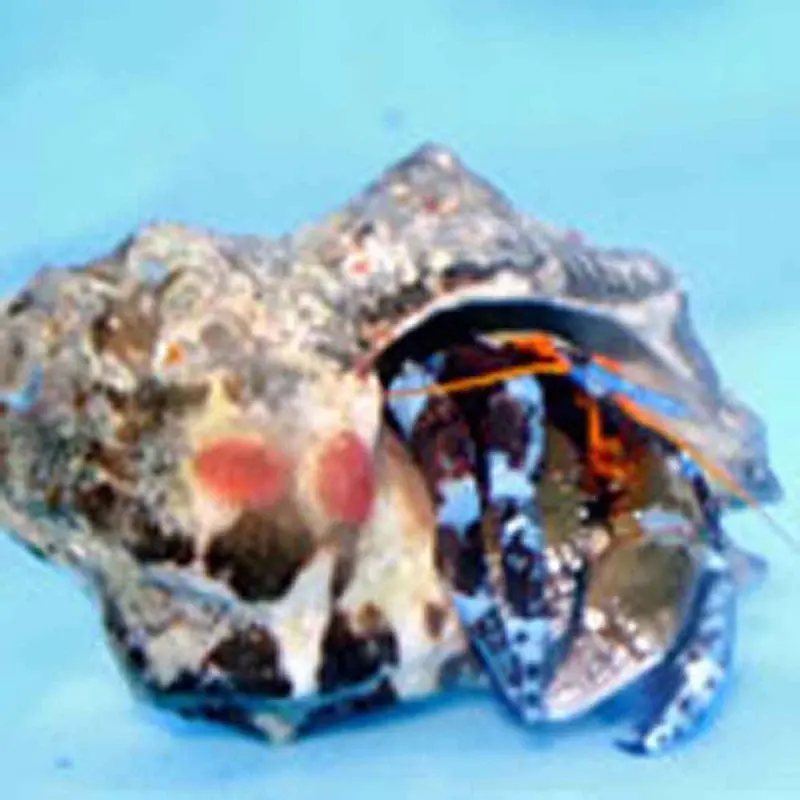 Electric Blue Hermit Crab - Calcinus elegans