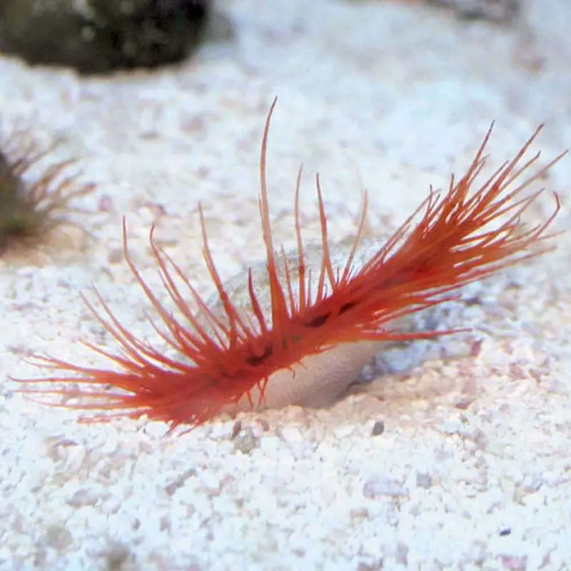 Electric Flame Scallop - Ctenoides ales