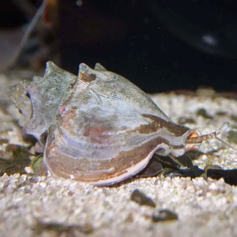 Fighting Conch Snail - Strombus alatus - Small/Medium
