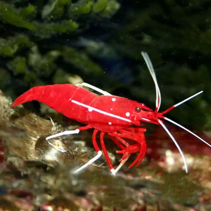 Fire Cleaner Shrimp - Lysmata debelius