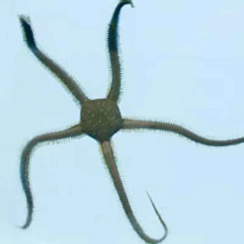 Green Brittle Starfish - Ophiarachna incrassata