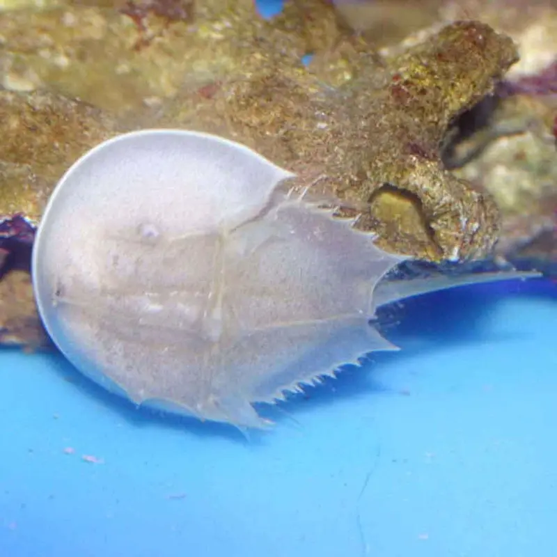Horseshoe Crab - Limulus polyphemus - Small