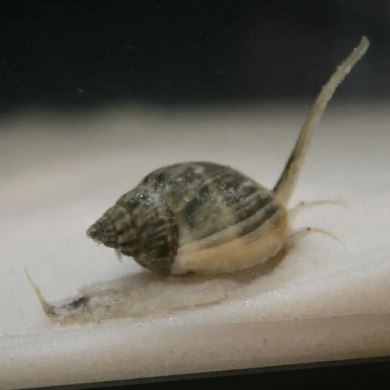Nassarius Snail - Nassarius sp. - Large