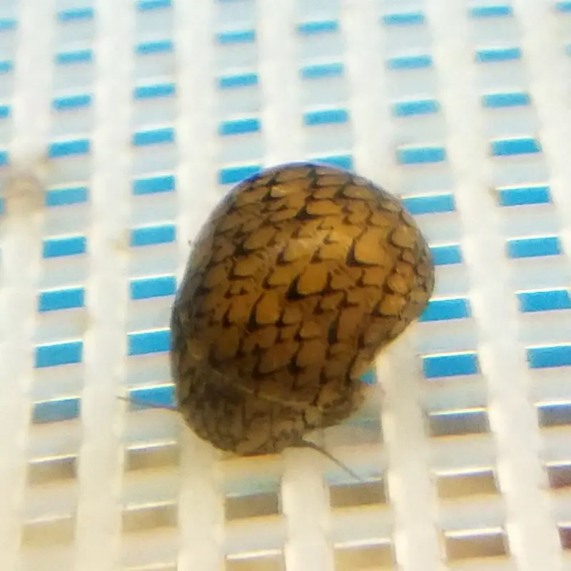 Nerite Snail - Nerita sp. - Small