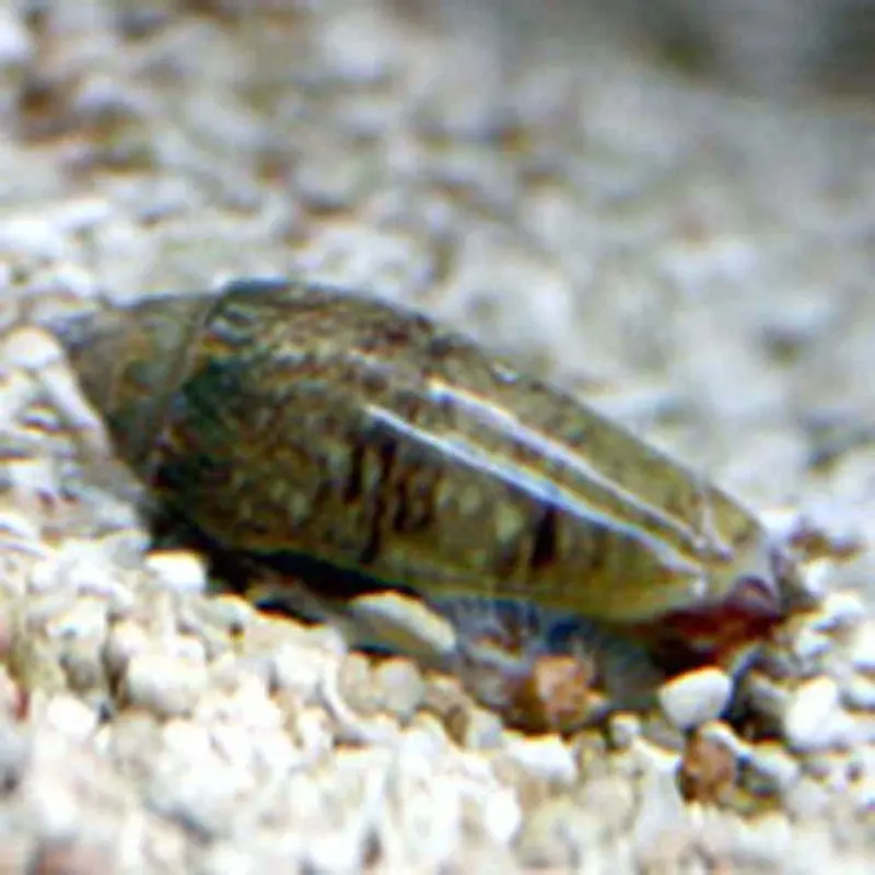 Olive Snail - Oliva sp.