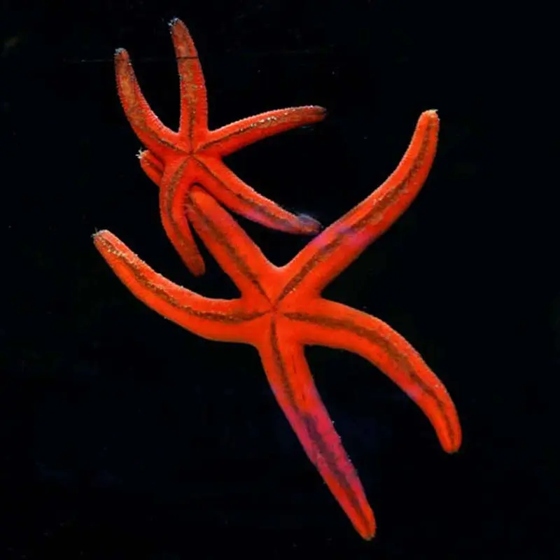 Orange Luzon Starfish - Echinaster luzonicus