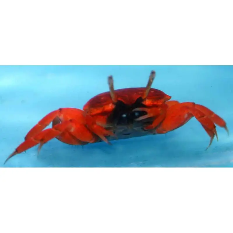 Red Burrowing Crab - Uca sp.