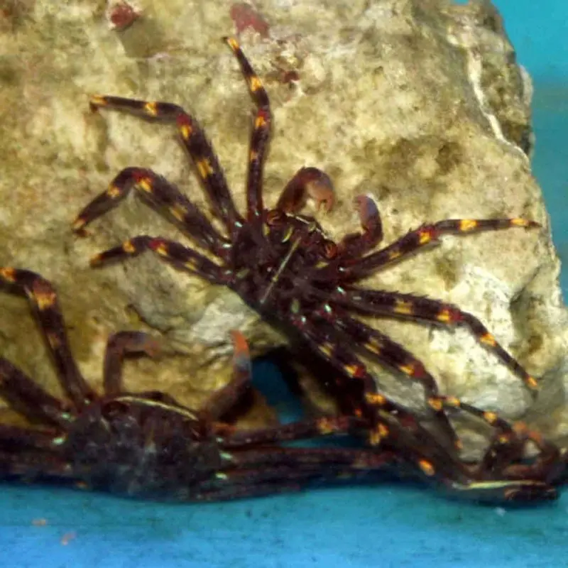 Sally Litefoot Crab - Percnon gibbesi