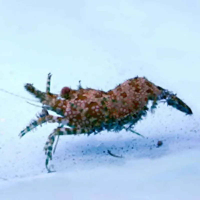 Saron Shrimp - Saron marmoratus