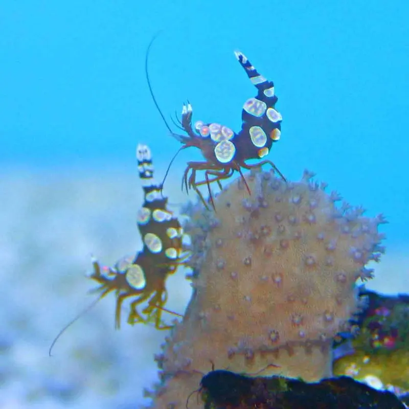 Sexy Shrimp - Thor amboinensis