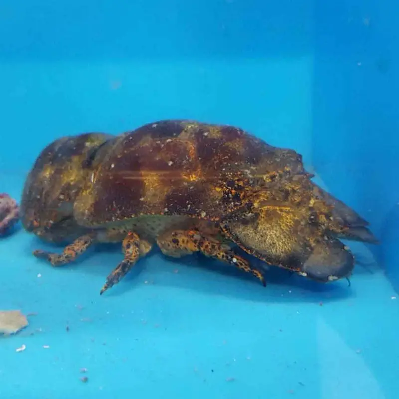 Slipper Lobster - Scyllarides sp. - Small