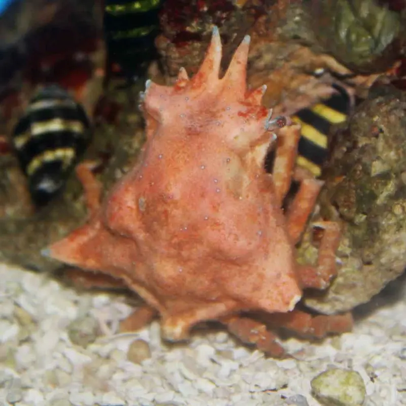 Spongy Decorator Crab - Marcocoeloma trispinosum