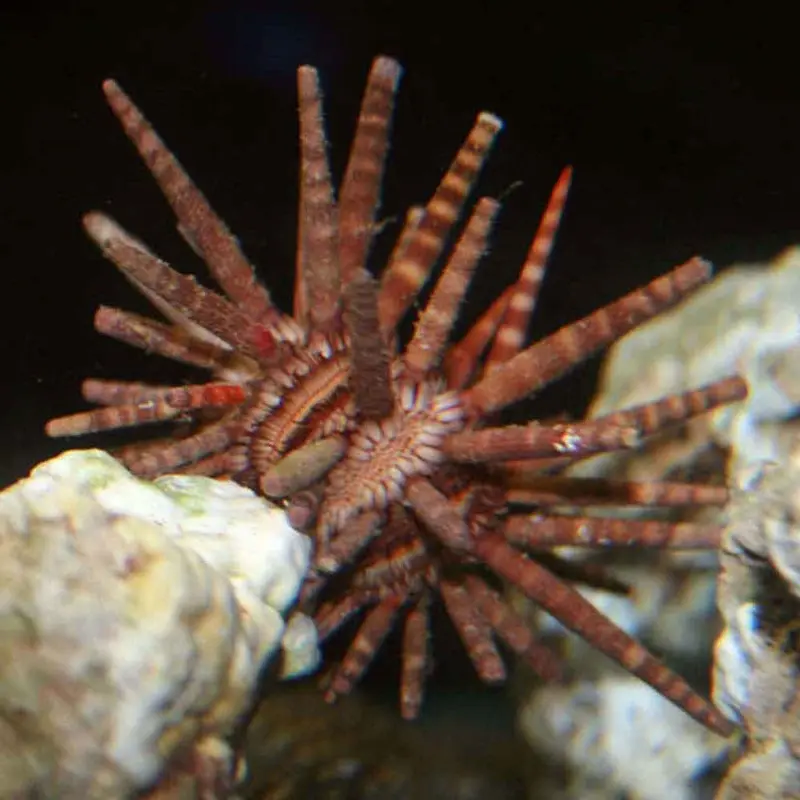 Sputnik Pencil Urchin - Eucidaris tribuloides