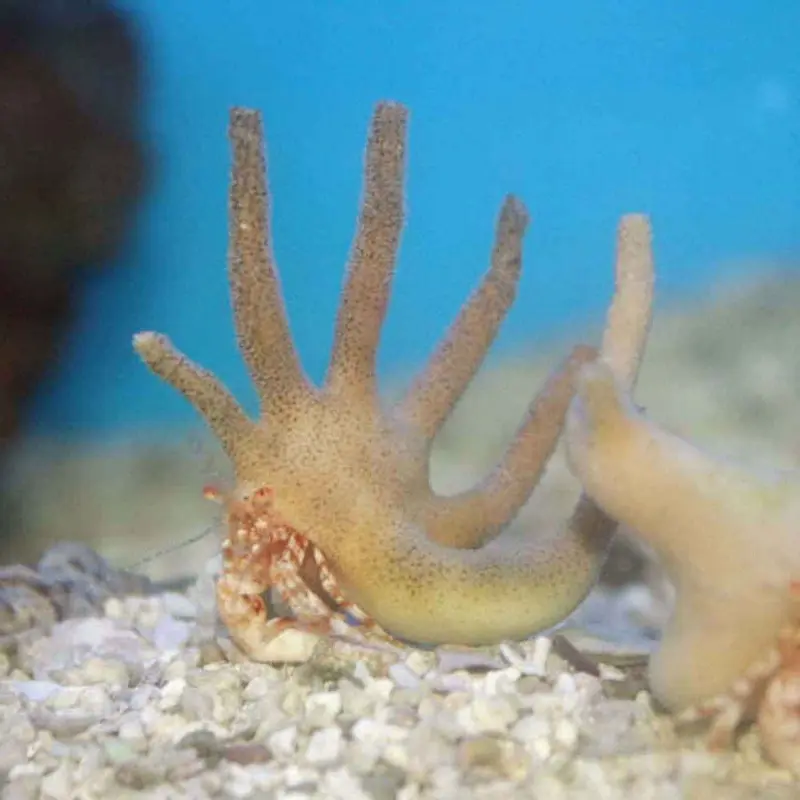 Staghorn Hermit Crab - Manucomplanus varians