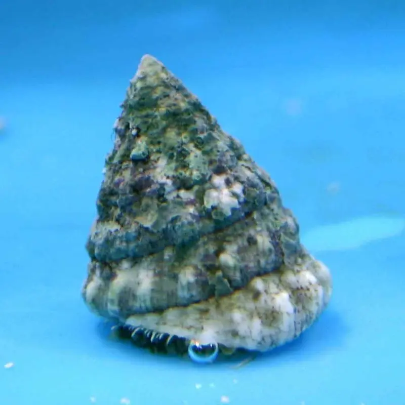 Trochus Snail - Trochus sp.