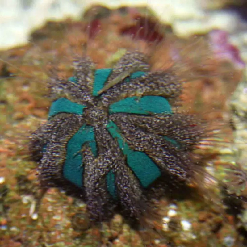 Tuxedo Urchin - Mespilia globulus - Small/Medium