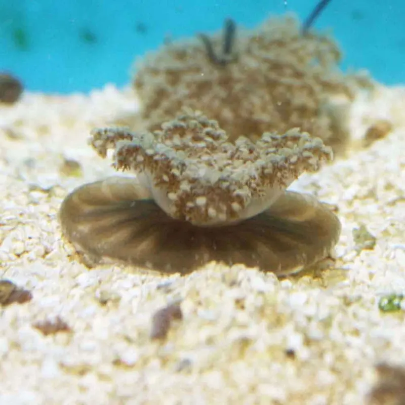 Upside-down Jellyfish - Cassiopea frondosa