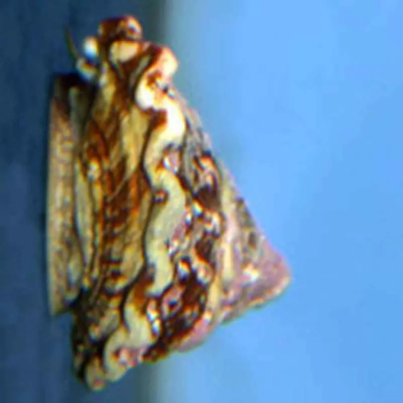 Wavy Tequila Turbo Snail - Astraea undosa
