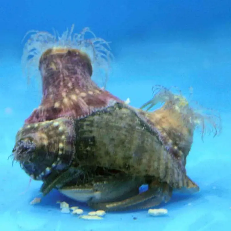 Anemone Hermit Crab - Dardanus pedunculatus