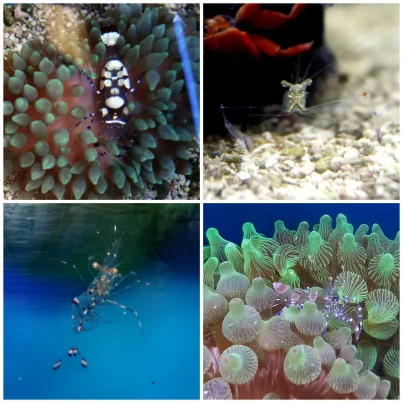 Anemone Shrimp - Ancylomenes/Periclimenes sp.