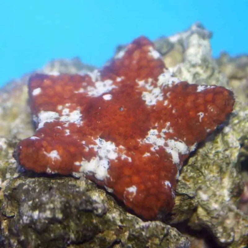 Apple Starfish - Nidorielliea sp.?