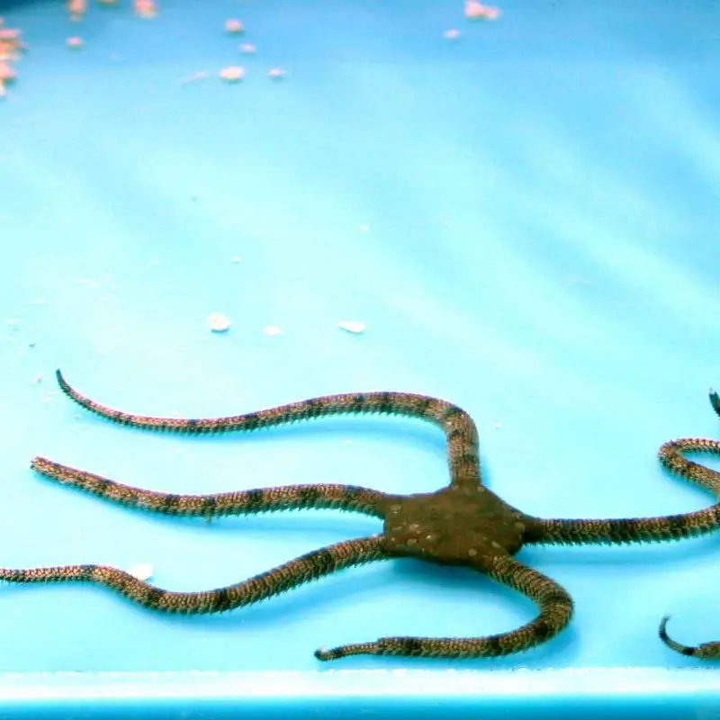 Banded Serpent Starfish - Ophioderma appressum