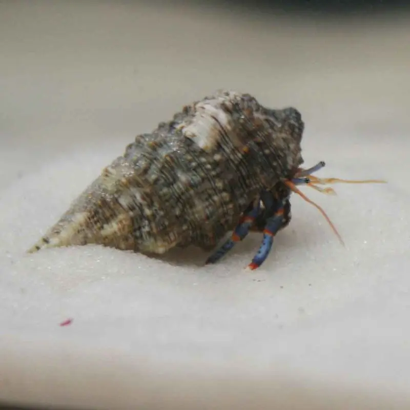 Blue Leg Hermit Crab - Clibanarius tricolor