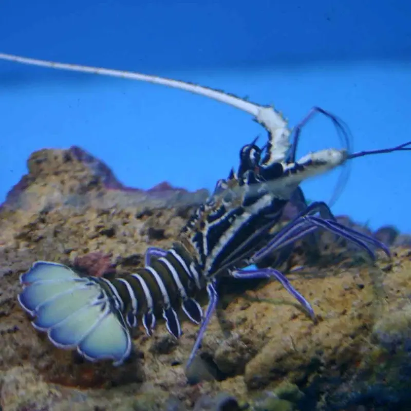 Blue Spiny Lobster - Panulirus versicolor