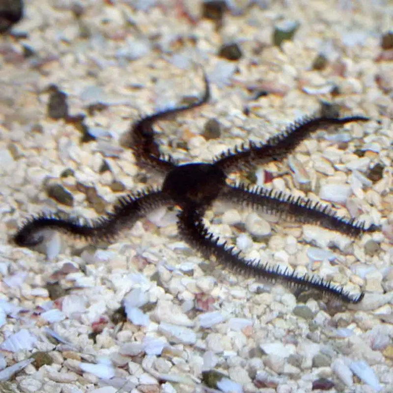 Blunt-spined Brittle Starfish - Ophiocoma echinata