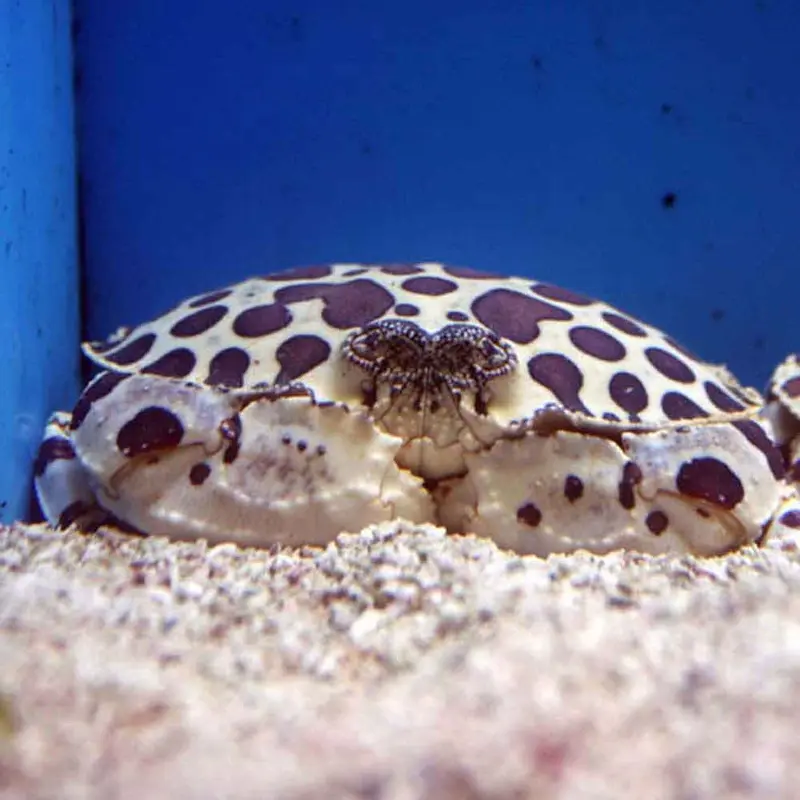 Calico Crab - Hepatus epheliticus - Small/Medium