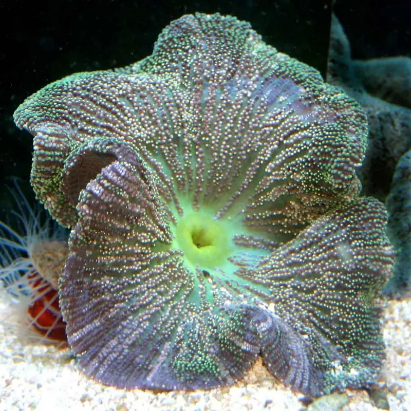 Carpet Anemone - Stichodactyla sp. - Large
