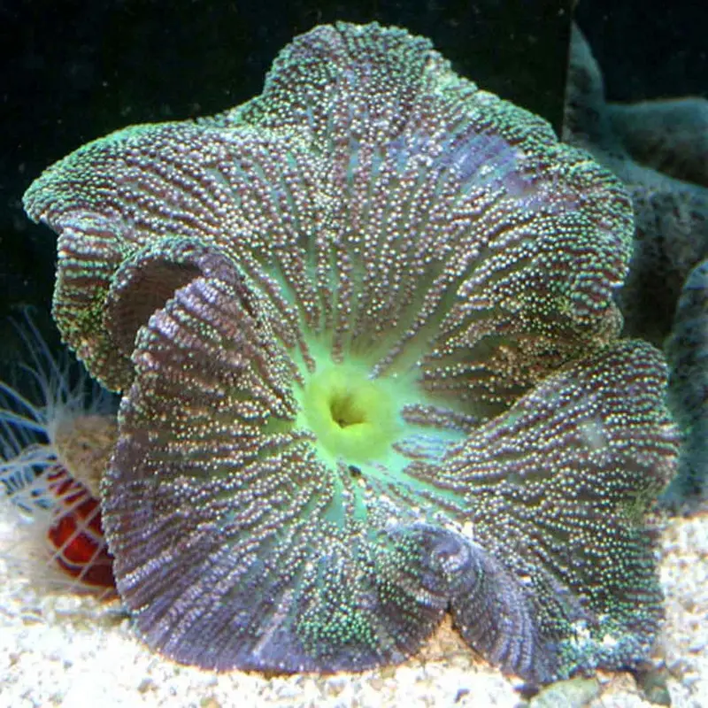 Carpet Anemone - Stichodactyla sp. - Medium