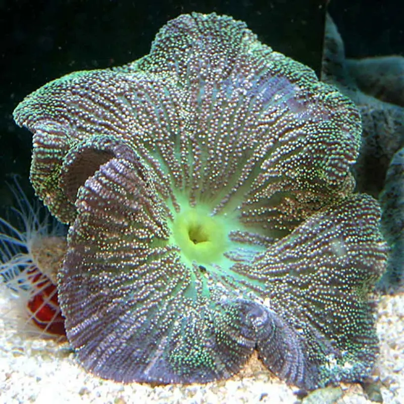 Carpet Anemone - Stichodactyla sp. - Small/Medium