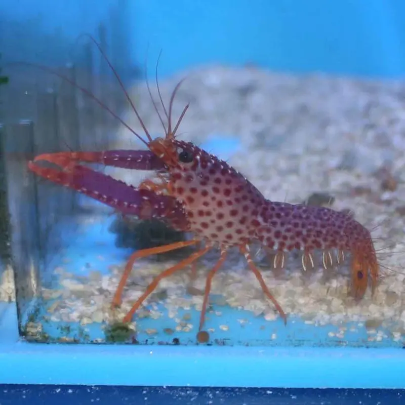 Debelius Purple Reef Lobster - Enoplometopus debelius