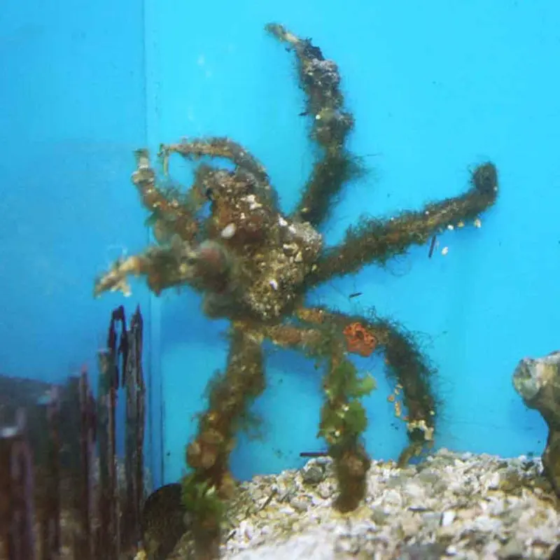 Decorator Crab - Camposcia retusa
