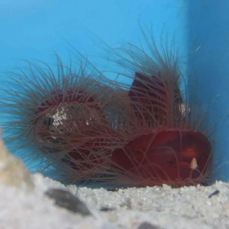 Flame Scallop - Lima scabra