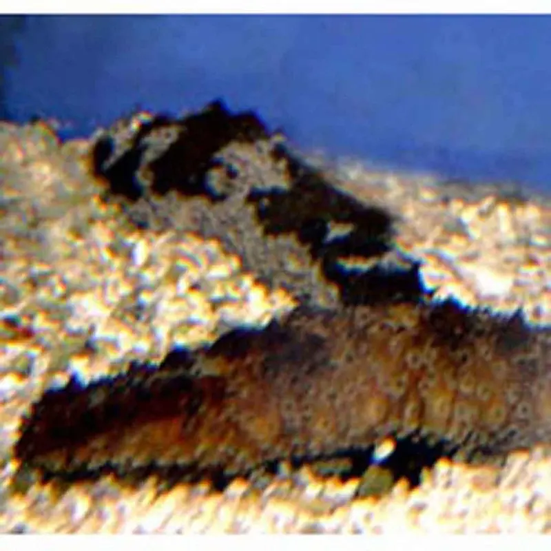 Florida Sea Cucumber - Holothuria floridana - Small
