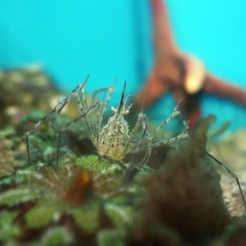 Frilly Neck Crab - Podochela sp.